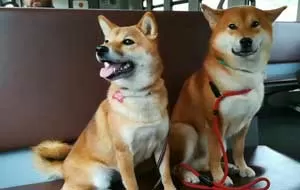 dog.jpg