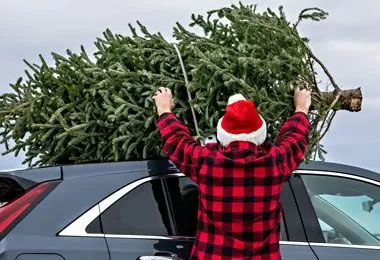 ГТК разъяснил порядок ввоза автомобильным транспортом из-за границы живой ели