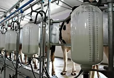 Белорусскую молочную отрасль планируется переоснастить итальянским оборудованием — НАНБ