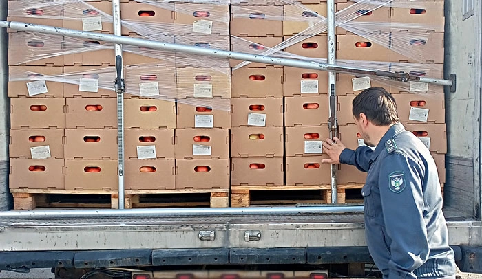Россельхознадзор пресек ввоз в Смоленскую область зараженных томатов из Беларуси