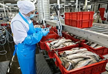 Бизнес-миссия из Приморья 10-12 июня проведет переговоры с ритейл-сетями Беларуси о поставках рыбы