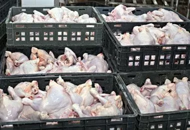 Тарифные квоты на беспошлинный ввоз свинины и мяса птицы в 2026 г распределены между белорусскими мясокомбинатами