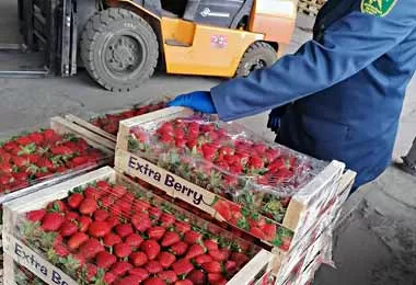 Незаконный ввоз свежих фруктов из России в Беларусь пресекли на Витебской таможне 
