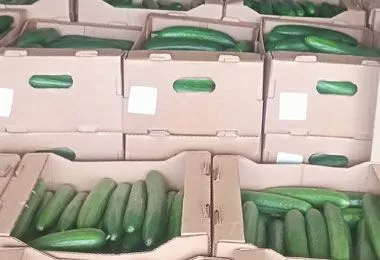 Россельхознадзор не допустил ввоза в Россию 18 тонн свежих огурцов из Беларуси