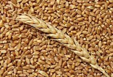 Правительство утвердило объемы госзакупок сельхозпродукции на 2020 г
