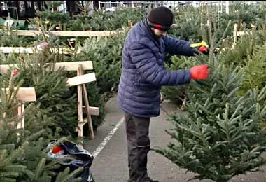 Елочные базары в Беларуси заработают уже 19 декабря