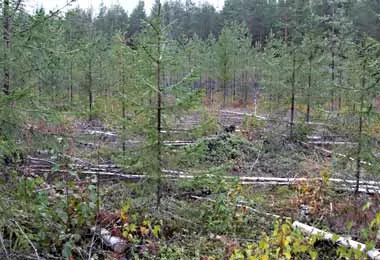 Прокуратура выявила недостатки в сфере воспроизводства лесов в Могилевской области