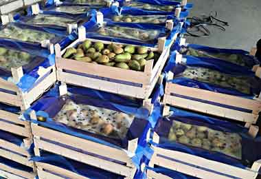 Незаконный вывоз почти 30 тонн груш из Беларуси пресекли белорусские таможенники