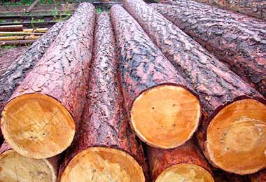 БУТБ провела самые крупные биржевые торги древесиной в заготовленном виде