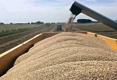 БУТБ планирует организовать поставки зерновых из Калининградской области