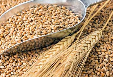 Россия легко обеспечит дополнительный экспорт зерна в Беларусь — эксперты
