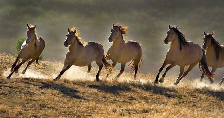 Нидерланды планируют передать Беларуси более 50 лошадей породы Konik.