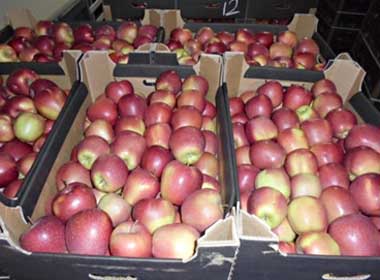 Россельхознадзор назвал причины введения запрета на поставки в Россию яблок и груш из Беларуси