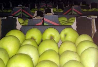 Белорусские таможенники пресекли незаконное перемещение польских яблок в Россию