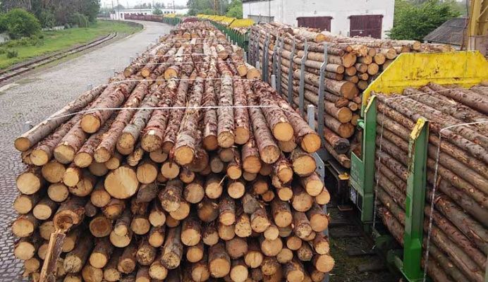 В Беларуси определен оператор электронной системы учета древесины