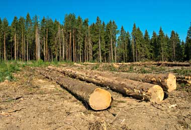 Лукашенко недоволен ситуацией в лесной отрасли Беларуси