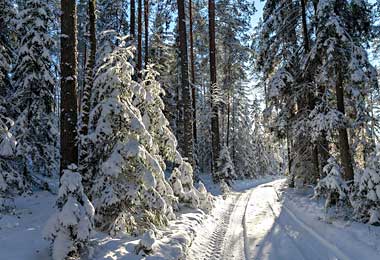 Информационная система воспроизводства лесов появится в Беларуси