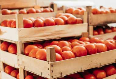 Россельхознадзор запретил ввоз томатов и перцев из двух областей Беларуси