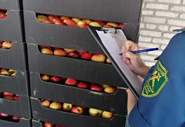 Незаконное перемещение 20 тонн яблок и груш пресечено на белорусско-российском участке границы