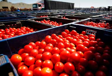 В ЕАЭС установят карантинные фитосанитарные требования к ввозимым и перемещаемым овощам