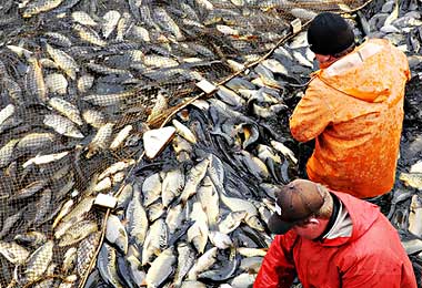 Принципы и подходы устойчивого развития рыболовства планируют разработать в ЕАЭС