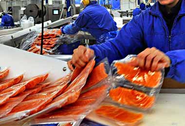 Россельхознадзор выявил нелегальную схему поставок лососевых через Беларусь 