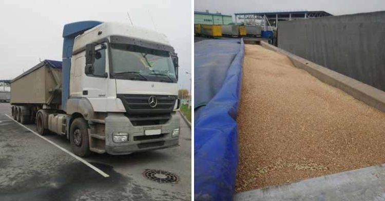  Гомельские таможенники выявили незаконное перемещение 25 тонн пшеницы