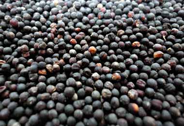 БУТБ впервые провела сделку по покупке маслосемян рапса в Алтайском крае