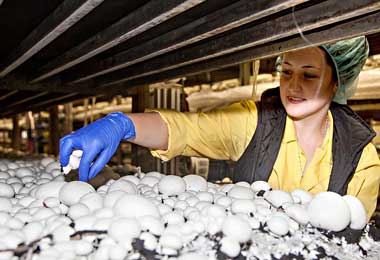 Беларусь планирует нарастить поставки шампиньонов в Татарстан 