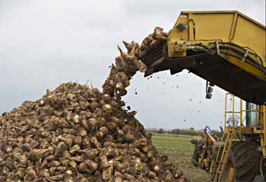 Сельхозпроизводство в Беларуси упало сразу на 6,6% в январе-сентябре 2021 г