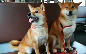 dog.jpg