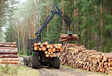 БУТБ реализовала за восемь месяцев лесохозяйственных услуг более чем на 109 млн бел руб