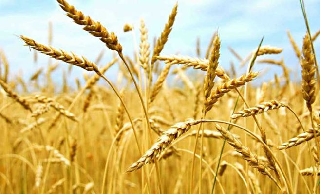 Правительство утвердило размер субсидий белорусским заготовителям сельхозпродукции
