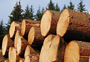В Беларуси планируют изменить порядок заготовки древесины