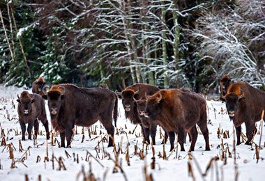 Стратегия и Национальный план по сохранению и устойчивому использованию биологического разнообразия утверждены в Беларуси