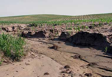 В Беларуси подготовят новый национальный план действий по предотвращению деградации земель