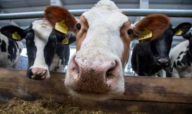 На юге Сахалина в селе Раздольном Корсаковского городского округа открылась молочно-товарная ферма на 1 тысячу голов