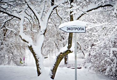 Восемь ботанических памятников природы преобразовано в Минске