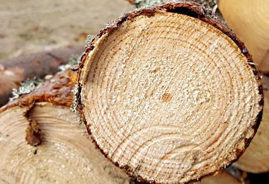 Минлесхоз реализовал порядка 6 млн куб м круглых лесоматериалов на годовых биржевых торгах