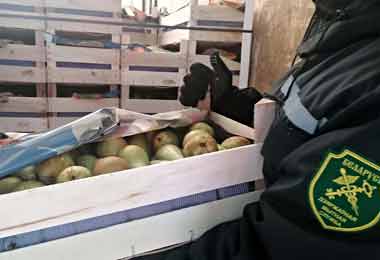 Незаконный вывоз 40 тонн груш из Беларуси пресекла белорусская таможня