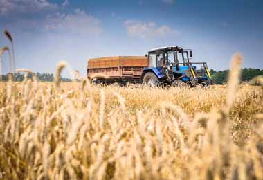 Лукашенко утвердил перечень сельхозпродукции для обязательного страхования организациями АПК на 2021 г