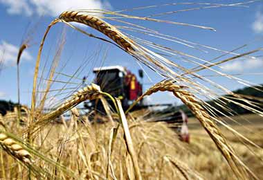 Сельхозпроизводство в Беларуси по итогам восьми месяцев 2023 г снизилось на 1,7%