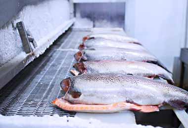 Новый завод по переработке рыбы планируют построить под Минском в 2021 г