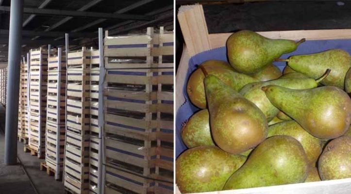 Витебские таможенники предотвратили незаконный экспорт партии свежих груш в Россию