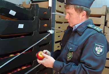 Россельхознадзор может разрешить поставки белорусских яблок после текущей инспекции