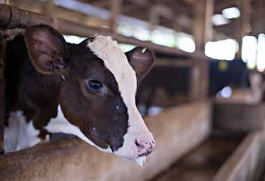 В ЕАЭС определена новая методика оценки племенного крупного рогатого скота и свиней