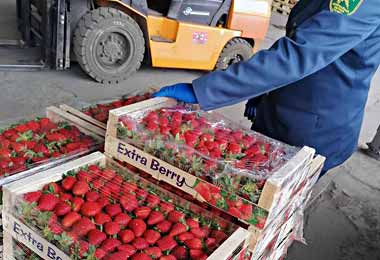 Незаконный ввоз свежих фруктов из России в Беларусь пресекли на Витебской таможне 