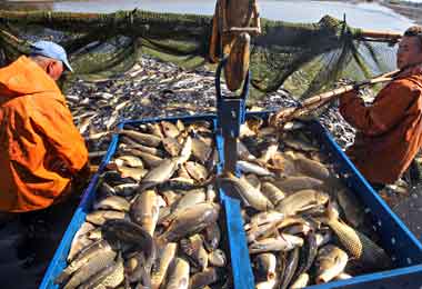 Почти 14 тыс тонн рыбы выловлено в водоемах Беларуси в 2022 г