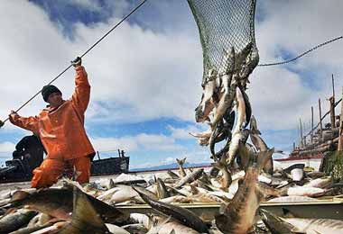 ЕАЭС нарастил производство продукции аквакультуры в 1,7 раза за пять лет