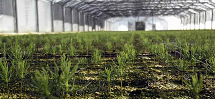 Новый тепличный комплекс по выращиванию лесопосадочного материала открылся под Минском